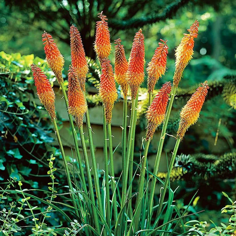Torch Lily-Kniphofia Uvaria (Bulbs) 2 Torch Lily-Kniphofia Uvaria (Bulbs) - Image 2