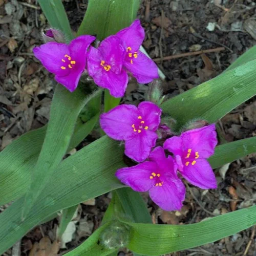 Giant Spiderwort Plant -Plant Life Decor Shop Tradescantia gigantea 1