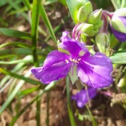 Giant Spiderwort Plant