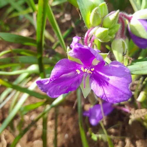 Giant Spiderwort Plant