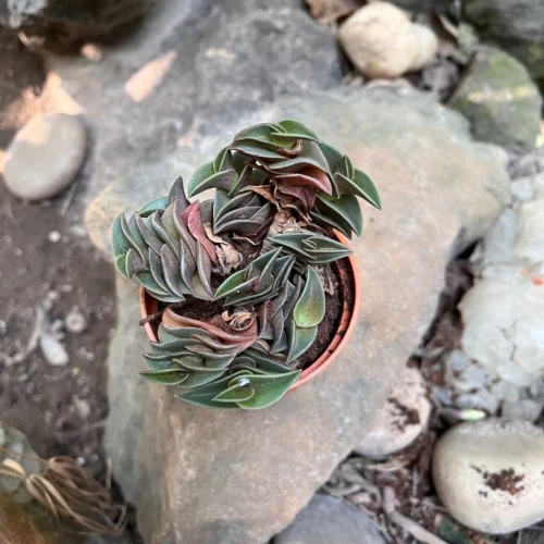 Tradescantia Navicularis Succulent Plant -Plant Life Decor Shop Tradescantianavicularis 3