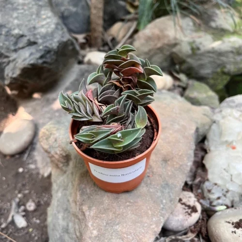 Tradescantia Navicularis Succulent Plant -Plant Life Decor Shop Tradescantianavicularis 4