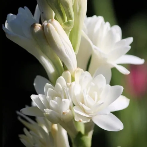 Rajnigandha Polianthes Tuberosa Double Petal (Bulbs)