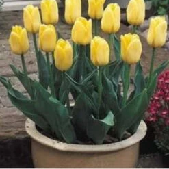 Tulip ‘Novi Sun’ (Bulbs)