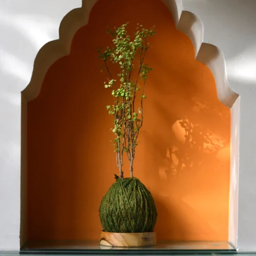 Kokedama Moss Ball Roseo Picta Plant