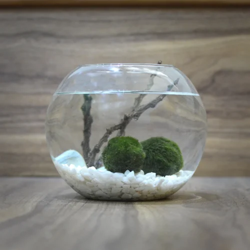 Lush Globule Marimo Moss Ball Terrarium Kit 10 Lush Globule Marimo Moss Ball Terrarium Kit -Plant Life Decor Shop Untitled 2 a24ea6fa 866f 4769 b971 b674b345edf6