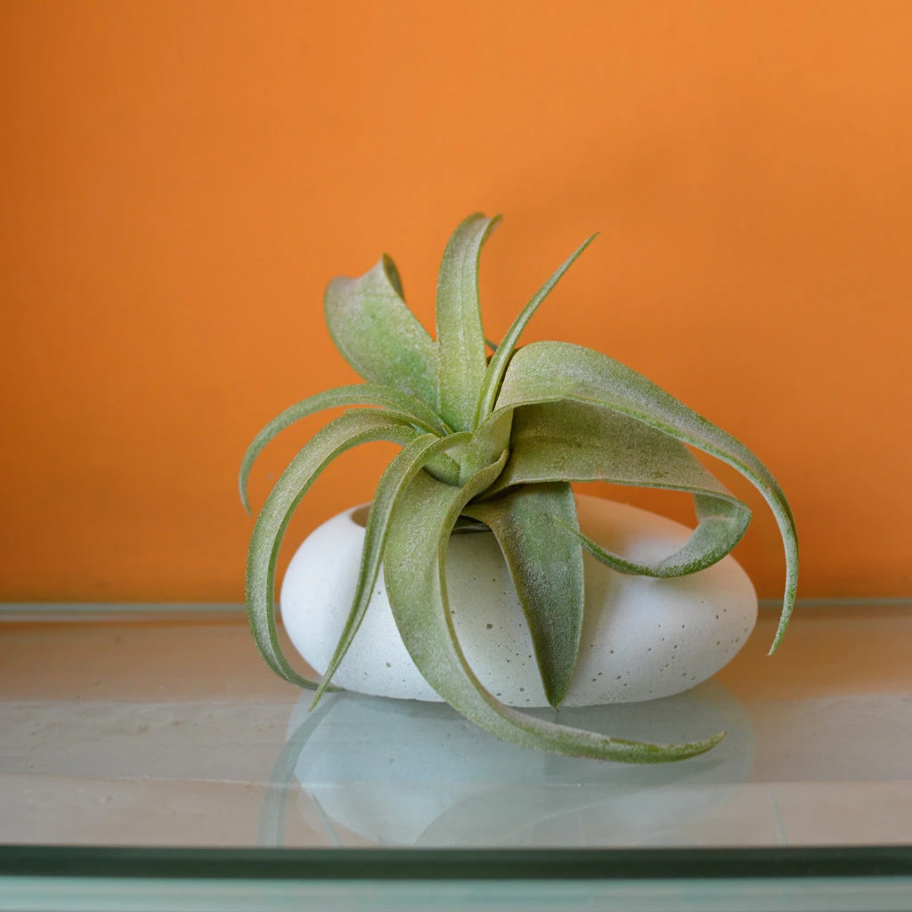 Airplant Oval Planter 2 Airplant Oval Planter - Image 2