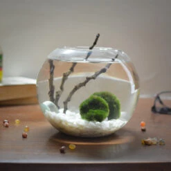 Lush Globule Marimo Moss Ball Terrarium Kit
