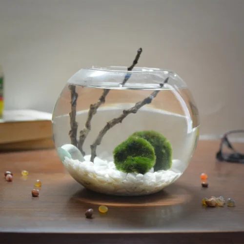 Lush Globule Marimo Moss Ball Terrarium Kit