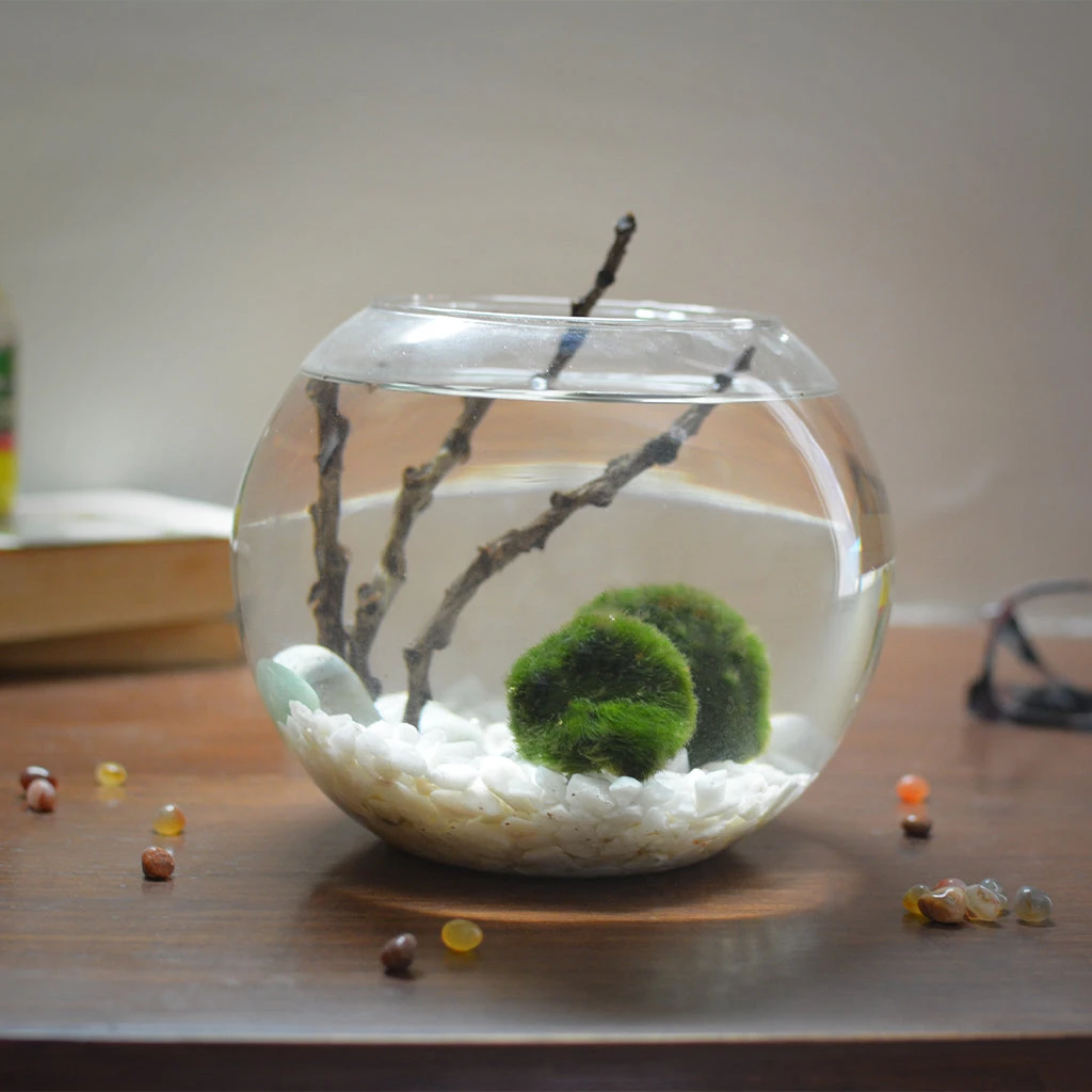Lush Globule Marimo Moss Ball Terrarium Kit 1 Lush Globule Marimo Moss Ball Terrarium Kit