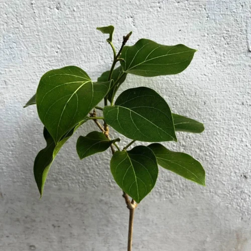 Vallaris Solanacea Plant -Plant Life Decor Shop Vallarisglabbra