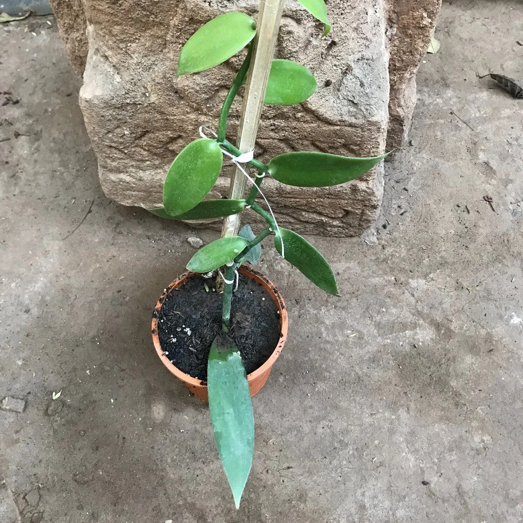 Vanilla Orchid Plant 6 Vanilla Orchid Plant - Image 6