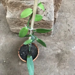 Vanilla Orchid Plant 9 Vanilla Orchid Plant -Plant Life Decor Shop VanillaPlanifolia 3