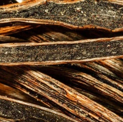 Vanilla Orchid Plant 8 Vanilla Orchid Plant -Plant Life Decor Shop VanillaPlanifolia 6