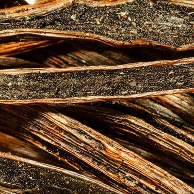 Vanilla Orchid Plant 3 Vanilla Orchid Plant - Image 3