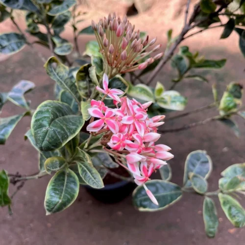 Ixora Frozen Star Plant -Plant Life Decor Shop VariegatedIxora 3