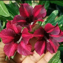 Crispum Hybrid 'Velvet Ruby' Adenium Plant