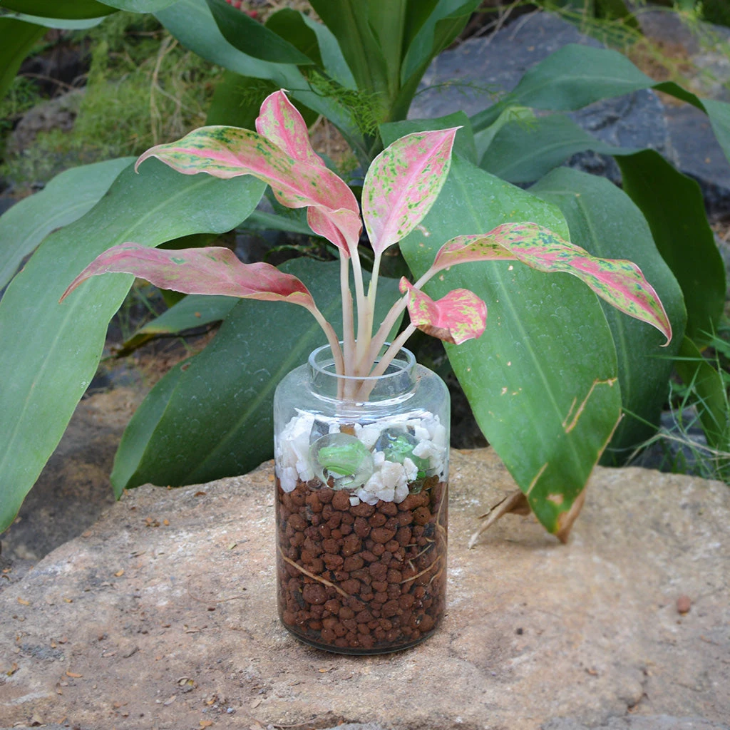 Verde Pomade Water Terrarium Kit 2 Verde Pomade Water Terrarium Kit - Image 2