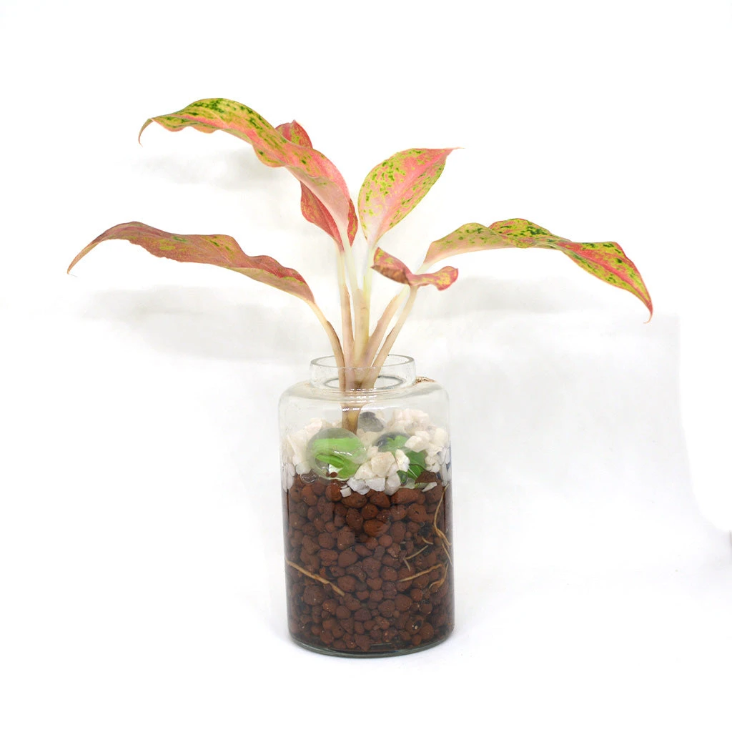 Verde Pomade Water Terrarium Kit 3 Verde Pomade Water Terrarium Kit - Image 3