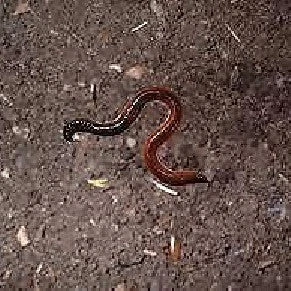 Vermicompost - Made From Cow Dung 1 Vermicompost - Made From Cow Dung