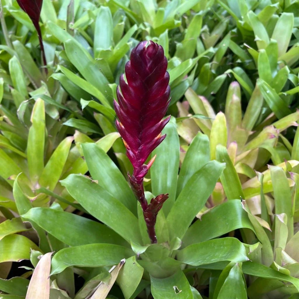 Vriesea Munda Plant 1 Vriesea Munda Plant