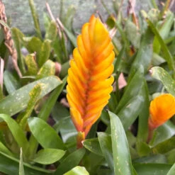 Vriesea Energy Plant