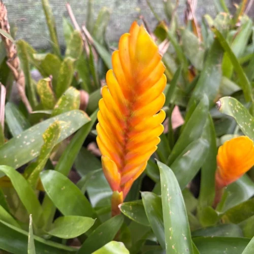 Vriesea Energy Plant