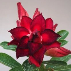 Vulcan Flame Adenium Plant