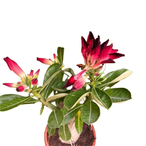 Vulcan Flame Adenium Plant -Plant Life Decor Shop Vulcan Flame adenium 2