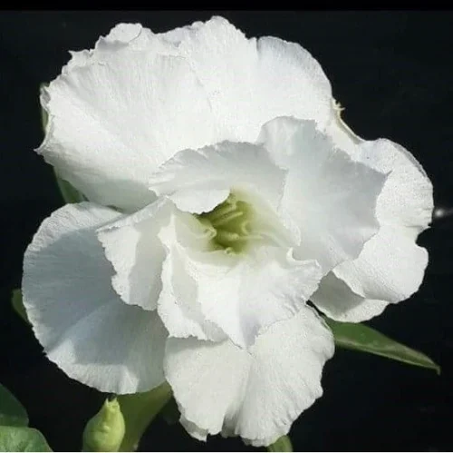 Snowy Flurry Adenium Plant