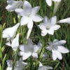 Watsonia Borbonica 'Snow White' Bulbs