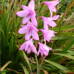Watsonia Borbonica Bulbs