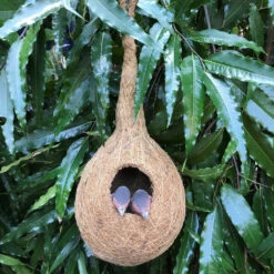 Weaver Finch Chidiya Ka Ghosla Planter