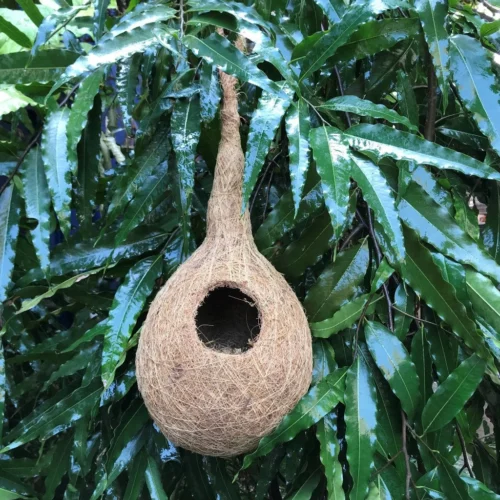 Weaver Finch Chidiya Ka Ghosla Planter -Plant Life Decor Shop WeaverFinchBirdNest 4