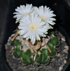 Gymnocalycium Quhilianum X Hybrid Cactus Plant -Plant Life Decor Shop WhatsAppImage2021 05 06at7.19.32PM