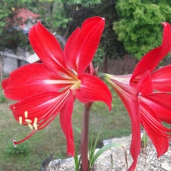 Amaryllis Hippeastrum X Johnsonii (Bulbs)