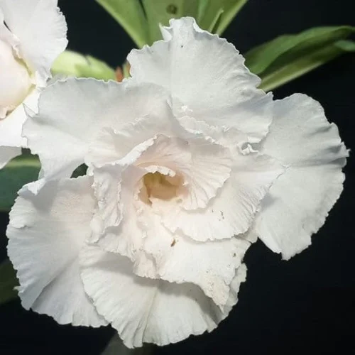 White Swan Adenium Plant