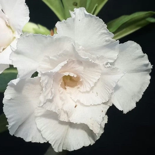 White Swan Adenium Plant 1 White Swan Adenium Plant