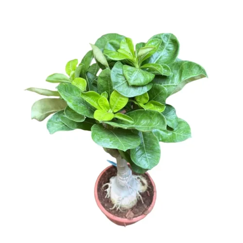 White Valentine Adenium Plant 6 White Valentine Adenium Plant -Plant Life Decor Shop White Valentine adenium 1