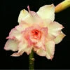 Majestic Volcano Adenium Plant