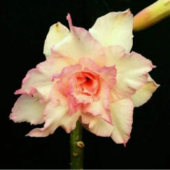 Majestic Volcano Adenium Plant