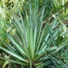 Yucca Gautemalensis Cactus Plant