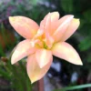 Rain Lily 'Yenti Chandra' Double (Bulbs)