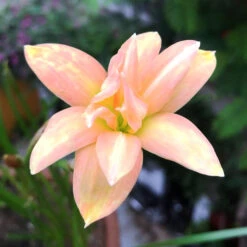 Rain Lily 'Yenti Chandra' Double (Bulbs)