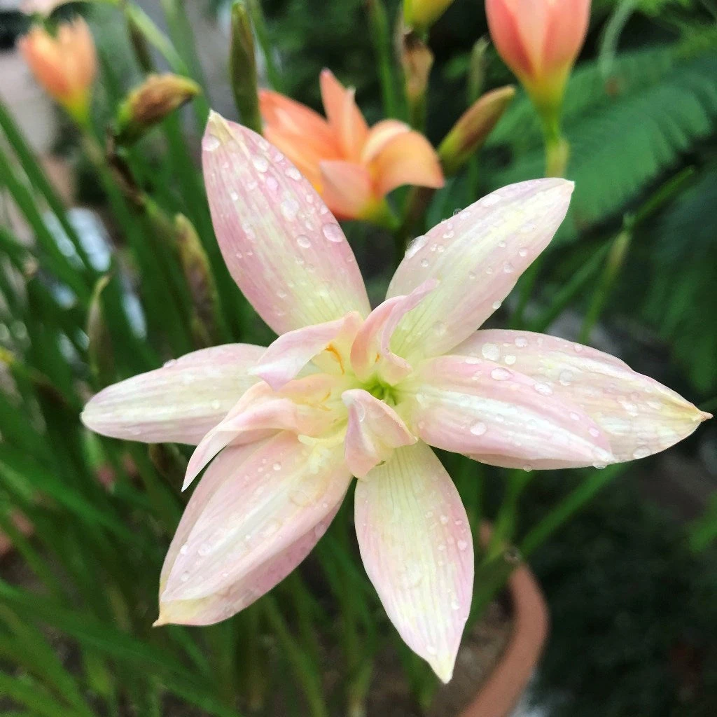 Rain Lily 'Yenti Chandra' Double (Bulbs) 2 Rain Lily 'Yenti Chandra' Double (Bulbs) - Image 2