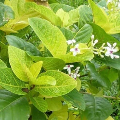 Eranthemum Yellow Vien Plant