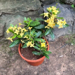 Ixora Dwarf Yellow Plant -Plant Life Decor Shop YellowIxora