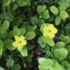 Yellow Mandevilla - Pentalinon Luteum