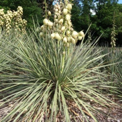 Yucca Glauca Cactus Plant