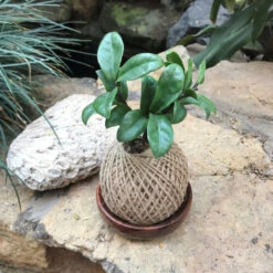 Kokedama Moss Ball Zamia Zenzii Plant